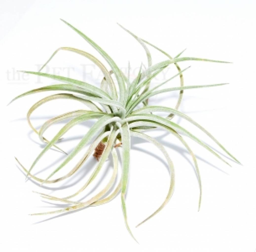 Tillandsia plagiotropica